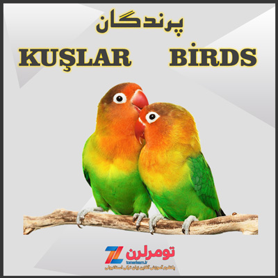 اسامی پرندگان در ترکی استانبولی و انگلیسی