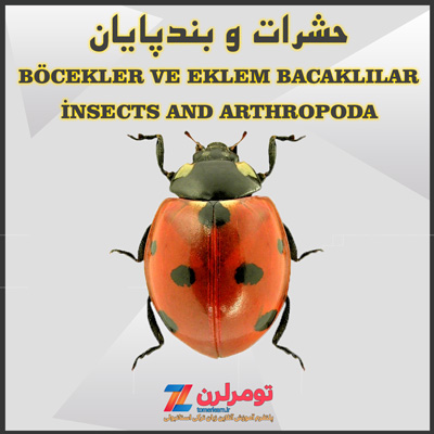 اسامی حشرات و بندپایان در ترکی استانبولی و انگلیسی