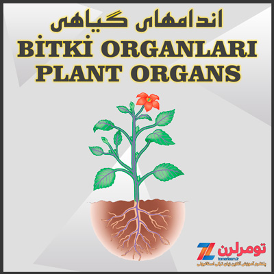 اسامی اندامهای گیاهی در ترکی استانبولی و انگلیسی