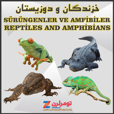 اسامی خزندگان و دوزیستان در ترکی استانبولی و انگلیسی