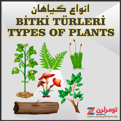 اسامی انواع گیاهان در ترکی استانبولی و انگلیسی